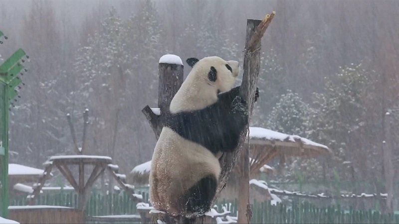 Китай_панды_первый снег_4.jpg
