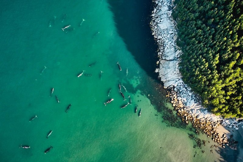 10 Паламарчук Олег_Охотское море, бухта Врангеля. Гренландские киты.jpg