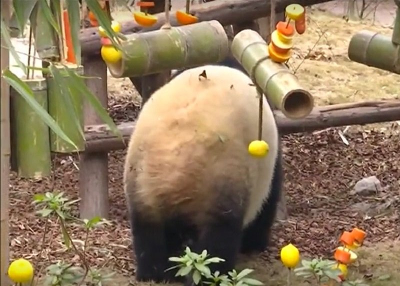 Китай Угощение для панд 2.jpg