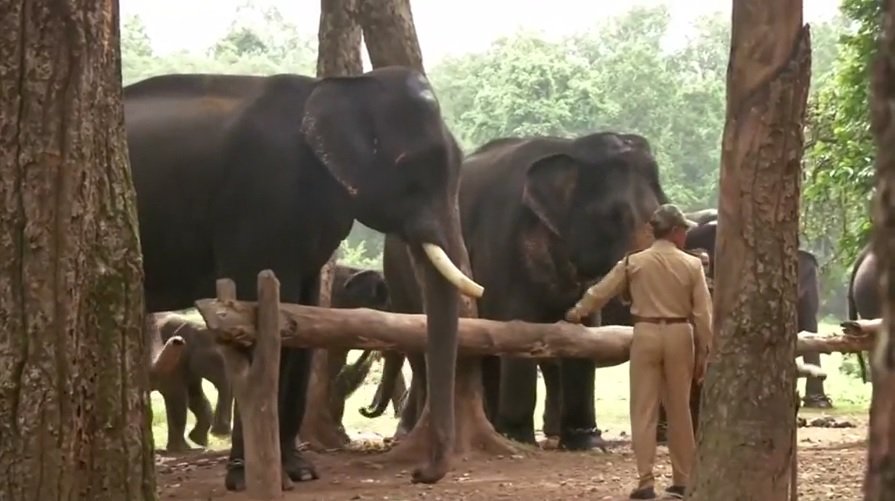 Индия Слоны 1.jpg