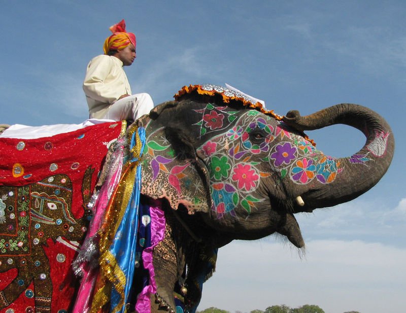 Индийский слон.jpg