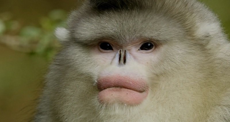Snub-nosed macaques 1.jpg