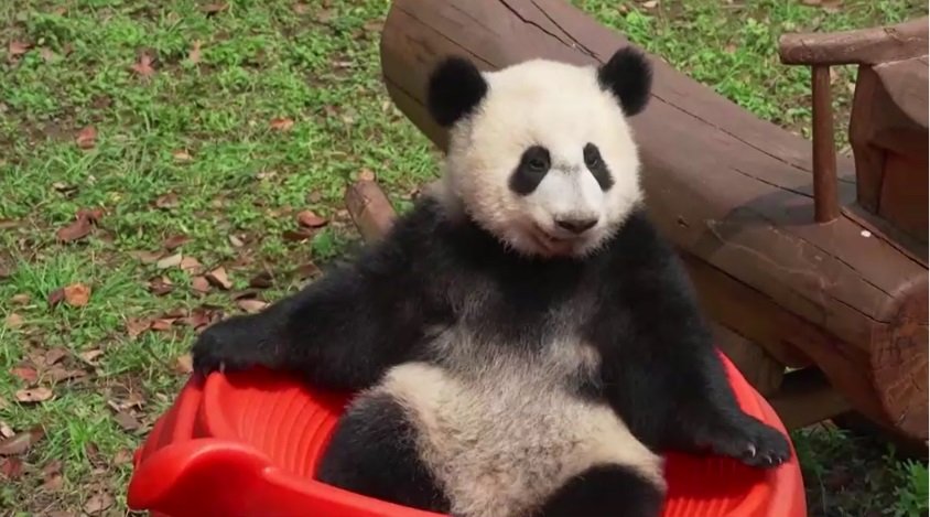 China Pandas 5.jpg