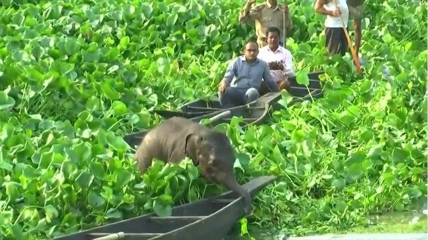 В Индии зоологам удалось спасти слоненка 3.jpg
