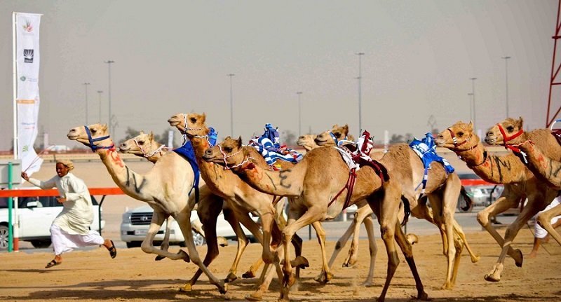 ОАЭ. Верблюжьи бега