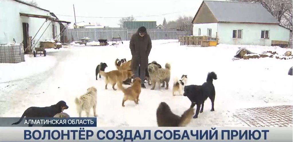 Казахстан Приют для собак 7.jpg