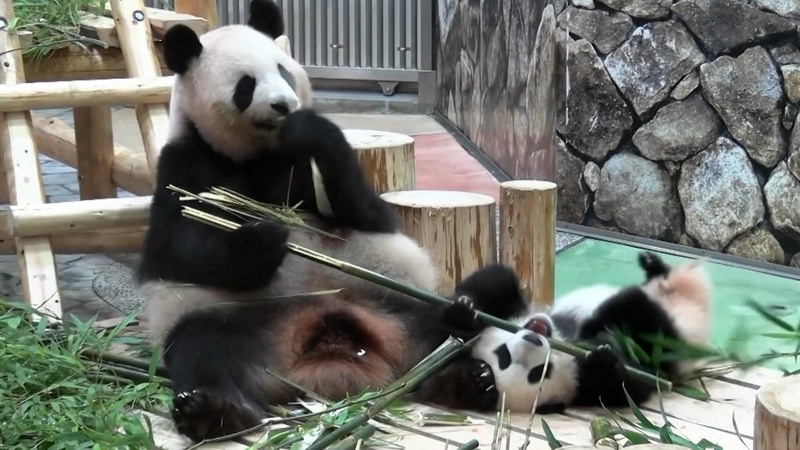 Новости Большой Азии - 847-027.jpg Новости Большой Азии - 847-027.jpg