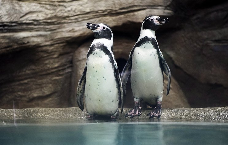 Пингвины Гумбольдта.jpg