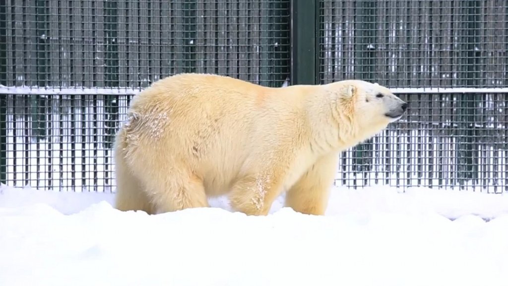 День полярного медведя Белый медведь.jpg