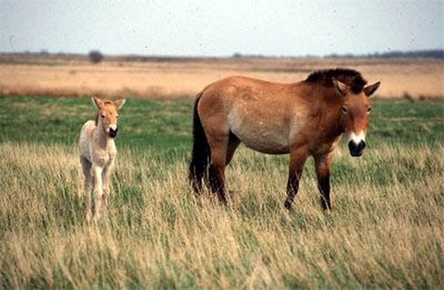 Лошадь Пржевальского 2.jpg