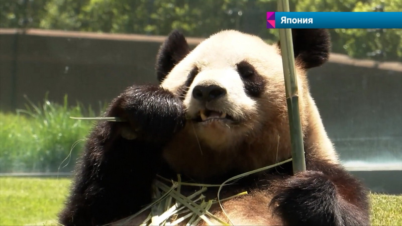 Новости Большой Азии - 847-021.jpg Новости Большой Азии - 847-021.jpg