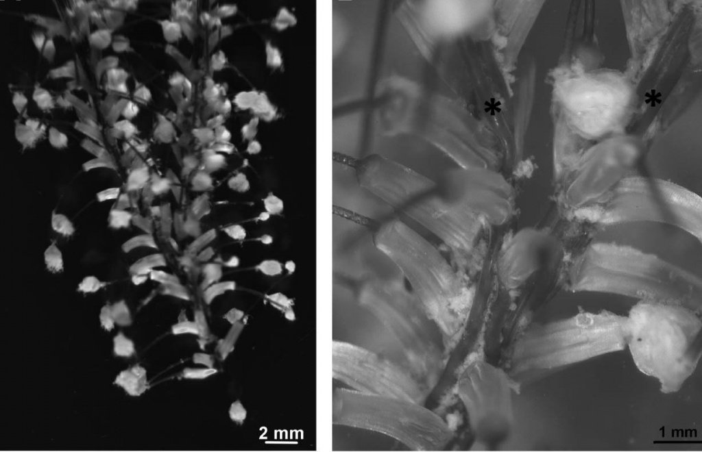 Немертина.jpg Немертина.jpg