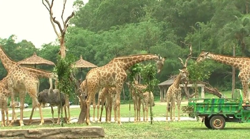 В южном Китае люди наслаждаются общением с жирафами 1.jpg