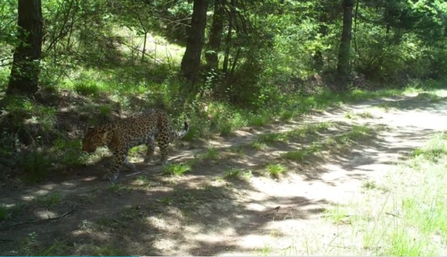 Китайские леопарды не только размножаются, но еще и нарушают границу 2.jpg