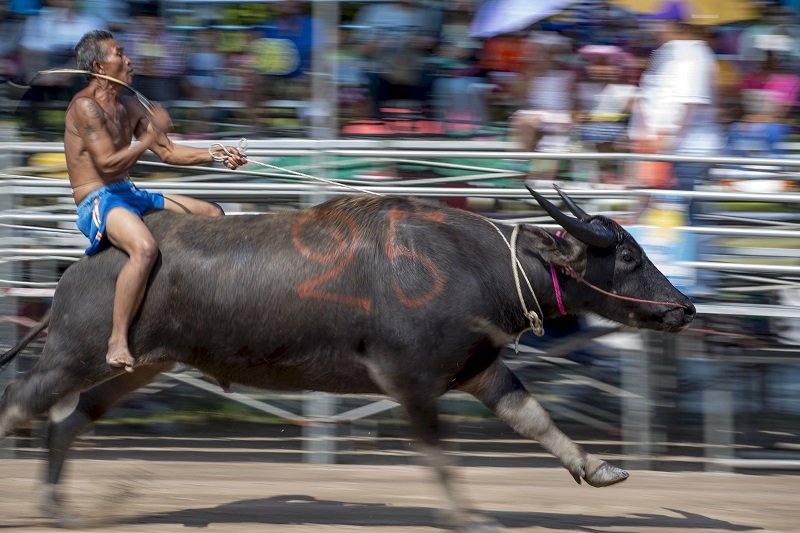 Таиланд. гонка на буйволах.