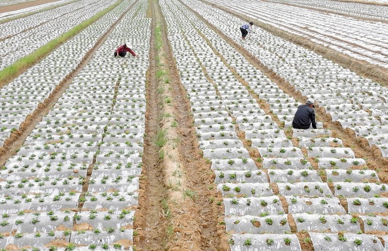 Китай. Арахисовое поле