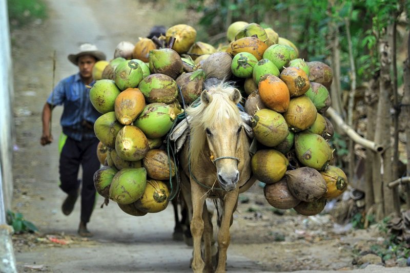 Индонезия. Ява. Кокосы