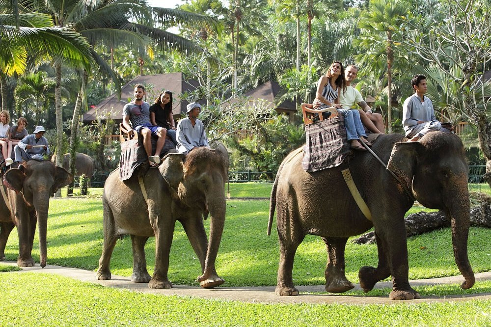Бали. Катание на слонах