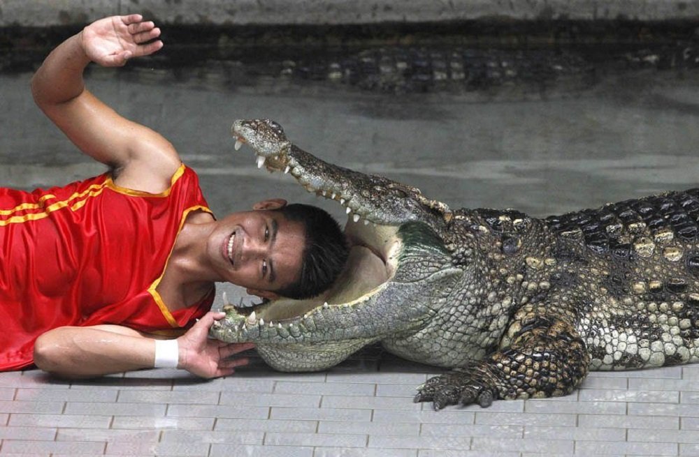 The Thai man put his head in the mouth of the crocodile