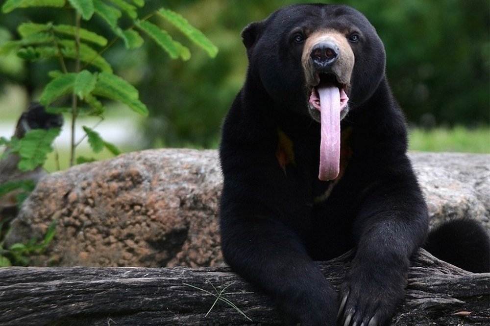 Медведи: не все опасны и страшны | Большая Азия