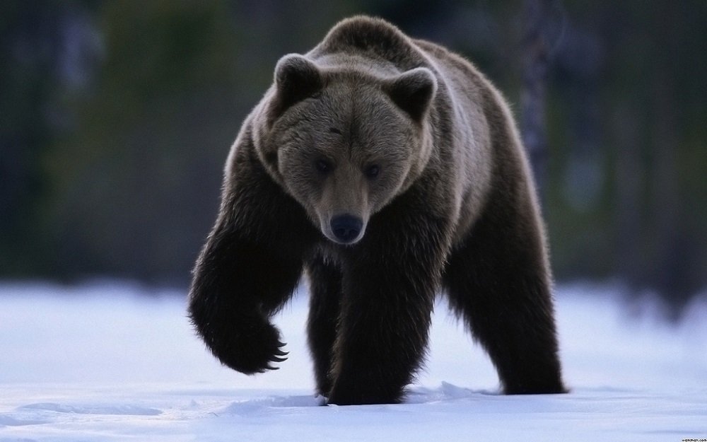 Как Выглядит Медведь Фото