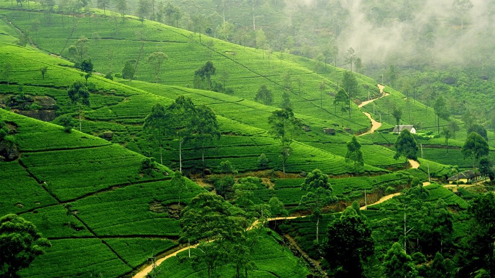 Шри-Ланка. Чайные плантации
