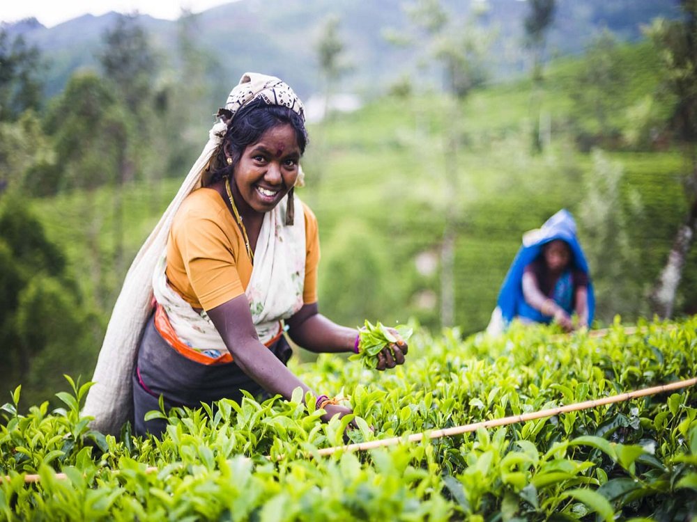 Шри-Ланка. Сбор чая