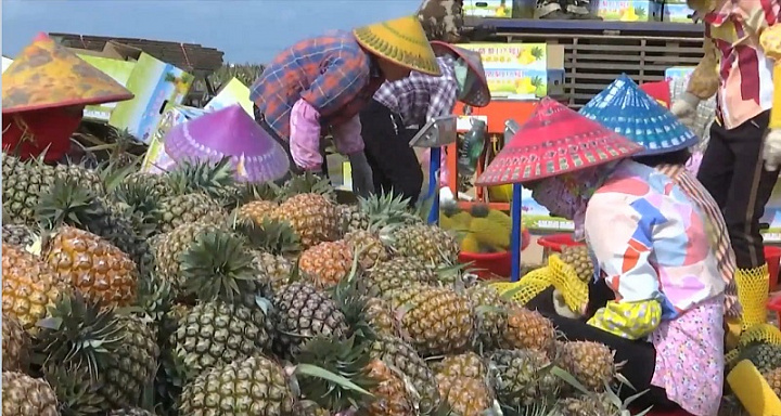 В провинции Гуандун процветает ананасный бизнес 