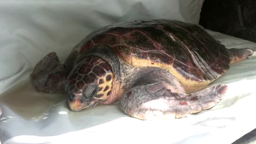 Акула спасла черепаху. Почему черепахи вымирают. Какая черепаха вымерла в 2012.