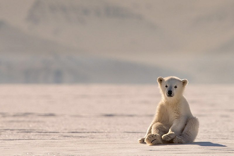Стоковые фотографии по запросу Белый медвежонок