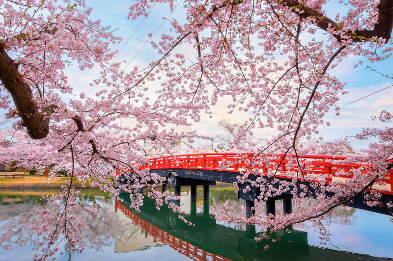 В Японии начался сезон цветения сакуры | Большая Азия