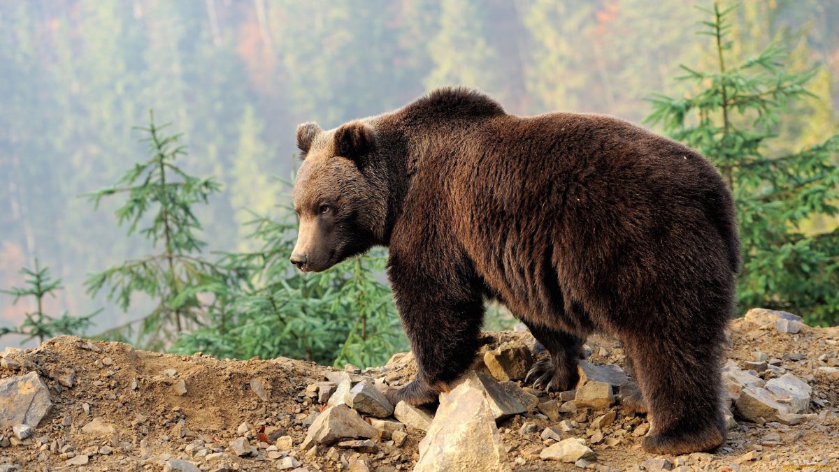 Тянь-шаньский бурый медведь попал в фотоловушку Чаткальского заповедника |  Большая Азия