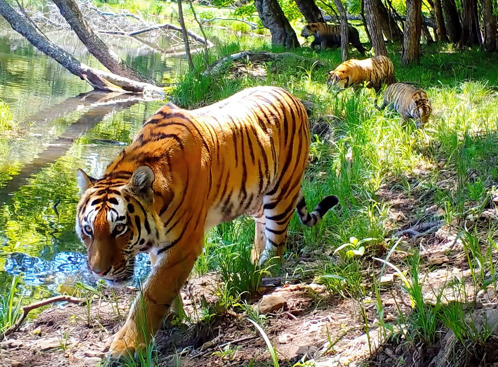 амурский тигр в парке «Земля леопарда»